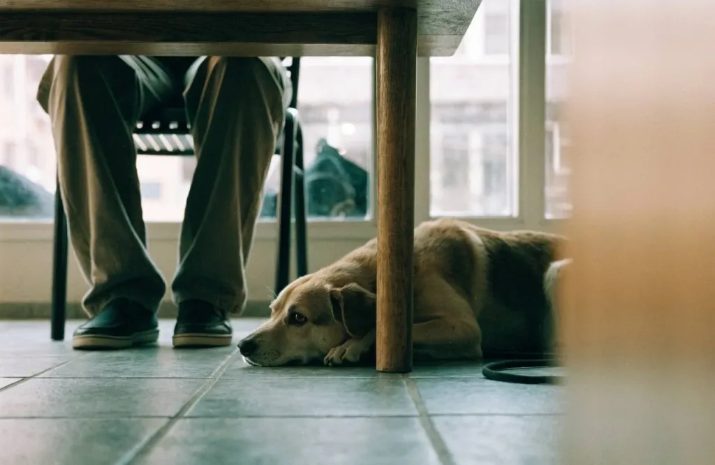Perro tumbado bajo la mesa